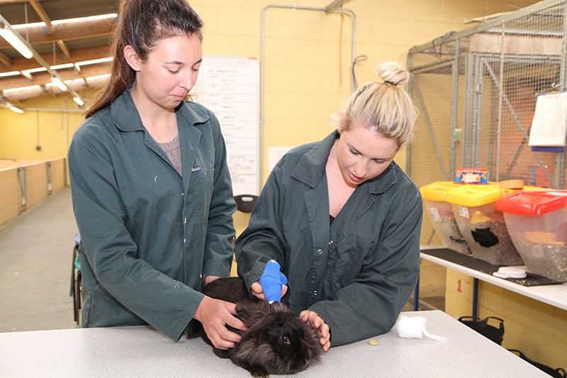 Veterinary Nursing at Rosewarne