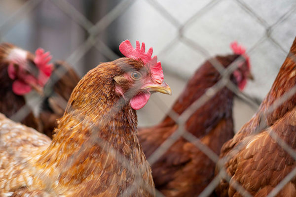 An Introduction to Chicken Husbandry