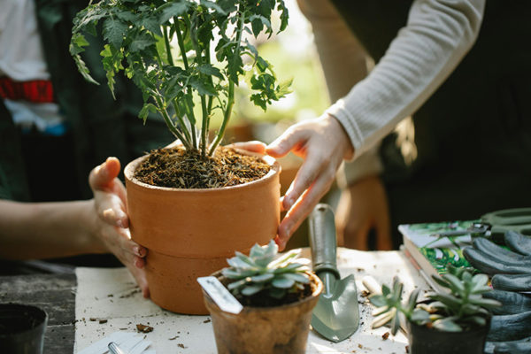 Introduction to Horticulture for Wellbeing